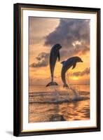 Bottlenose Dolphins, Caribbean Sea, Roatan, Bay Islands, Honduras-Stuart Westmorland-Framed Photographic Print