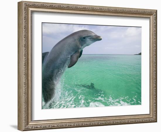 Bottlenose Dolphins, Caribbean Sea-Stuart Westmoreland-Framed Photographic Print