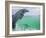 Bottlenose Dolphins, Caribbean Sea-Stuart Westmoreland-Framed Photographic Print