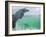 Bottlenose Dolphins, Caribbean Sea-Stuart Westmoreland-Framed Photographic Print