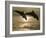 Bottlenose Dolphins, Caribbean Sea-Stuart Westmoreland-Framed Photographic Print