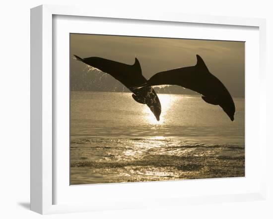 Bottlenose Dolphins, Caribbean Sea-Stuart Westmoreland-Framed Photographic Print