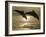 Bottlenose Dolphins, Caribbean Sea-Stuart Westmoreland-Framed Photographic Print