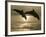 Bottlenose Dolphins, Caribbean Sea-Stuart Westmoreland-Framed Photographic Print