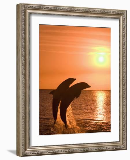 Bottlenose Dolphins, Caribbean Sea-Stuart Westmoreland-Framed Photographic Print