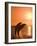 Bottlenose Dolphins, Caribbean Sea-Stuart Westmoreland-Framed Photographic Print