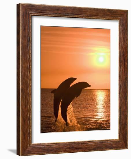 Bottlenose Dolphins, Caribbean Sea-Stuart Westmoreland-Framed Photographic Print