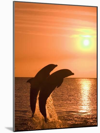 Bottlenose Dolphins, Caribbean Sea-Stuart Westmoreland-Mounted Photographic Print