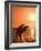 Bottlenose Dolphins, Caribbean Sea-Stuart Westmoreland-Framed Photographic Print