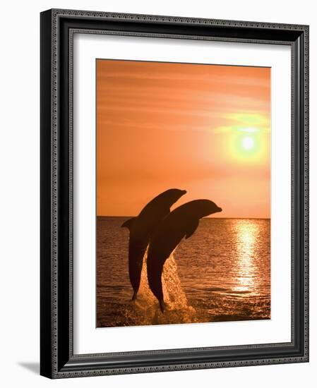 Bottlenose Dolphins, Caribbean Sea-Stuart Westmoreland-Framed Photographic Print