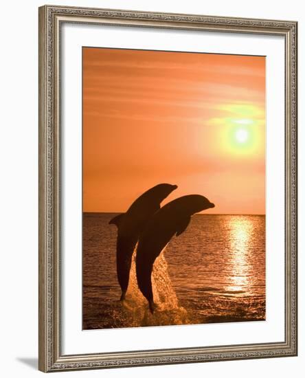 Bottlenose Dolphins, Caribbean Sea-Stuart Westmoreland-Framed Photographic Print
