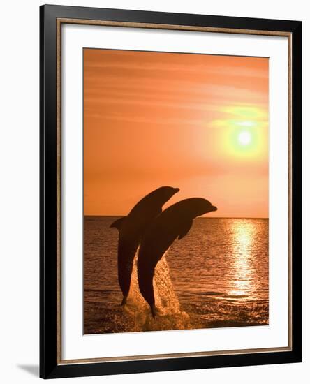 Bottlenose Dolphins, Caribbean Sea-Stuart Westmoreland-Framed Photographic Print