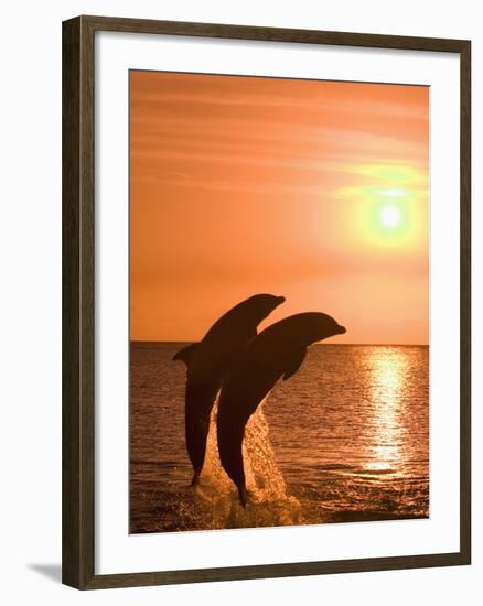 Bottlenose Dolphins, Caribbean Sea-Stuart Westmoreland-Framed Photographic Print