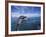 Bottlenose Dolphins, Caribbean-Stuart Westmoreland-Framed Photographic Print