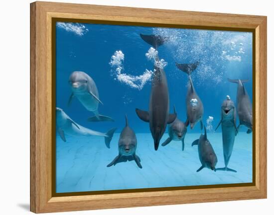 Bottlenose Dolphins Dancing and Blowing Air Underwater-Augusto Leandro Stanzani-Framed Premier Image Canvas