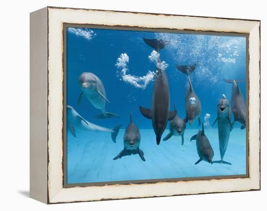 Bottlenose Dolphins Dancing and Blowing Air Underwater-Augusto Leandro Stanzani-Framed Premier Image Canvas