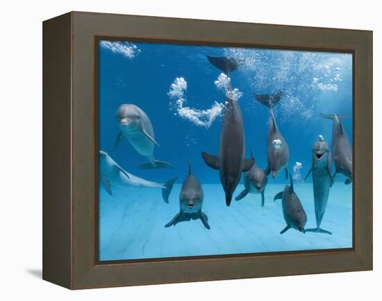 Bottlenose Dolphins Dancing and Blowing Air Underwater-Augusto Leandro Stanzani-Framed Premier Image Canvas