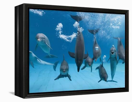 Bottlenose Dolphins Dancing and Blowing Air Underwater-Augusto Leandro Stanzani-Framed Premier Image Canvas