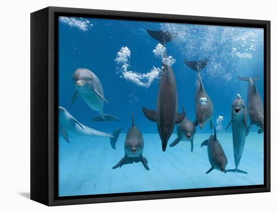 Bottlenose Dolphins Dancing and Blowing Air Underwater-Augusto Leandro Stanzani-Framed Premier Image Canvas