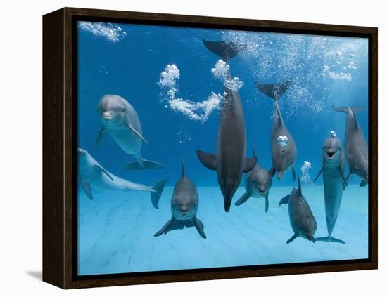 Bottlenose Dolphins Dancing and Blowing Air Underwater-Augusto Leandro Stanzani-Framed Premier Image Canvas