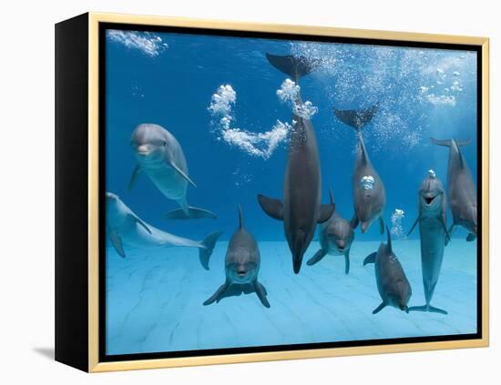 Bottlenose Dolphins Dancing and Blowing Air Underwater-Augusto Leandro Stanzani-Framed Premier Image Canvas