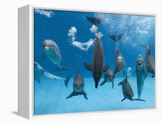 Bottlenose Dolphins Dancing and Blowing Air Underwater-Augusto Leandro Stanzani-Framed Premier Image Canvas