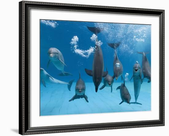 Bottlenose Dolphins Dancing and Blowing Air Underwater-Augusto Leandro Stanzani-Framed Photographic Print