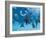 Bottlenose Dolphins Dancing and Blowing Air Underwater-Augusto Leandro Stanzani-Framed Photographic Print