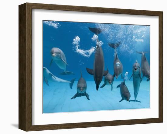 Bottlenose Dolphins Dancing and Blowing Air Underwater-Augusto Leandro Stanzani-Framed Photographic Print