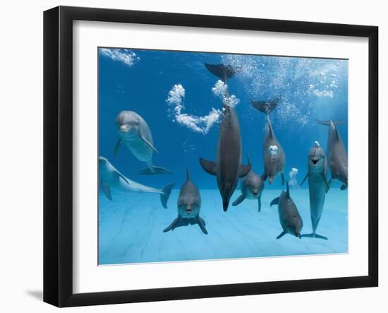 Bottlenose Dolphins Dancing and Blowing Air Underwater-Augusto Leandro Stanzani-Framed Photographic Print