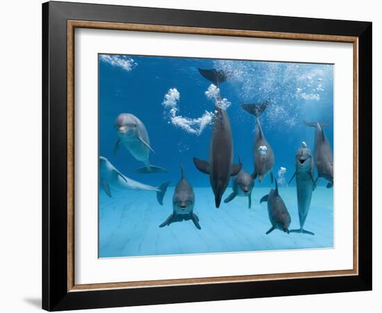 Bottlenose Dolphins Dancing and Blowing Air Underwater-Augusto Leandro Stanzani-Framed Photographic Print