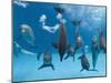 Bottlenose Dolphins Dancing and Blowing Air Underwater-Augusto Leandro Stanzani-Mounted Photographic Print