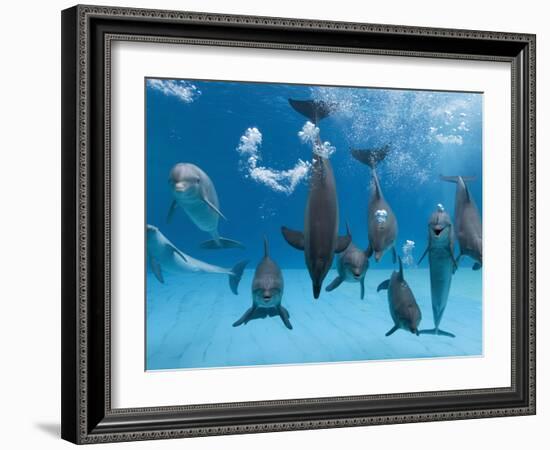 Bottlenose Dolphins Dancing and Blowing Air Underwater-Augusto Leandro Stanzani-Framed Photographic Print