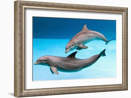 Bottlenose Dolphins Dancing Underwater-Augusto Leandro Stanzani-Framed Photographic Print