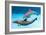 Bottlenose Dolphins Dancing Underwater-Augusto Leandro Stanzani-Framed Photographic Print