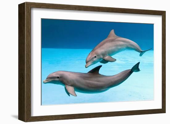 Bottlenose Dolphins Dancing Underwater-Augusto Leandro Stanzani-Framed Photographic Print