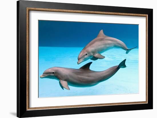 Bottlenose Dolphins Dancing Underwater-Augusto Leandro Stanzani-Framed Photographic Print