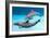 Bottlenose Dolphins Dancing Underwater-Augusto Leandro Stanzani-Framed Photographic Print