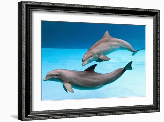 Bottlenose Dolphins Dancing Underwater-Augusto Leandro Stanzani-Framed Photographic Print