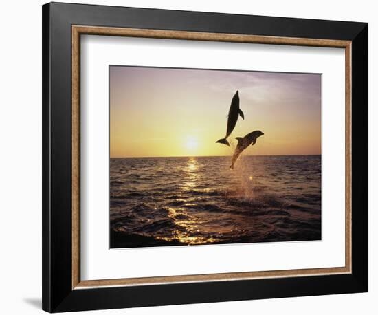 Bottlenose Dolphins in Mid-Air-Stuart Westmorland-Framed Photographic Print