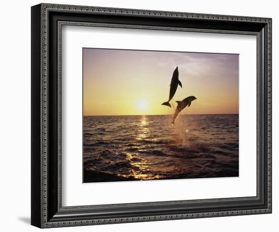 Bottlenose Dolphins in Mid-Air-Stuart Westmorland-Framed Photographic Print