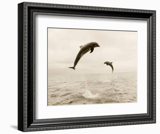Bottlenose Dolphins Jumping Out of Water-Stuart Westmorland-Framed Photographic Print