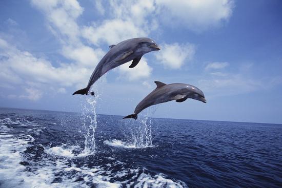 Download Bottlenose Dolphins Jumping Photographic Print Craig Tuttle Free HD Wallpaper Bottlenose Dolphins Jumping Photographic Print Craig Tuttle HD