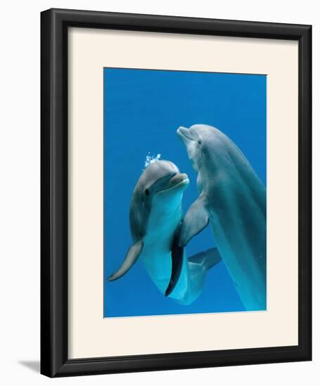 Bottlenose Dolphins, Pair Dancing Underwater-Augusto Leandro Stanzani-Framed Photographic Print