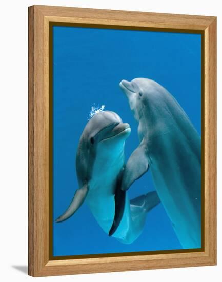 Bottlenose Dolphins, Pair Dancing Underwater-Augusto Leandro Stanzani-Framed Premier Image Canvas