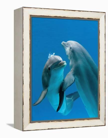Bottlenose Dolphins, Pair Dancing Underwater-Augusto Leandro Stanzani-Framed Premier Image Canvas