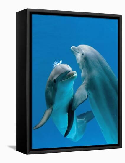 Bottlenose Dolphins, Pair Dancing Underwater-Augusto Leandro Stanzani-Framed Premier Image Canvas