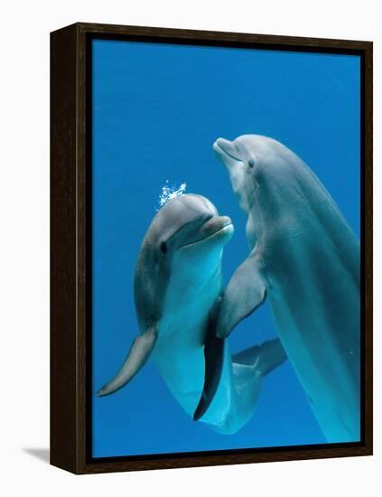 Bottlenose Dolphins, Pair Dancing Underwater-Augusto Leandro Stanzani-Framed Premier Image Canvas