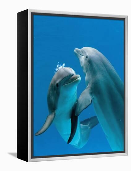 Bottlenose Dolphins, Pair Dancing Underwater-Augusto Leandro Stanzani-Framed Premier Image Canvas