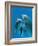 Bottlenose Dolphins, Pair Dancing Underwater-Augusto Leandro Stanzani-Framed Photographic Print